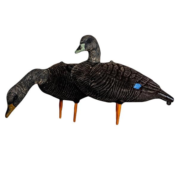 APPELANT CANARD NOIR